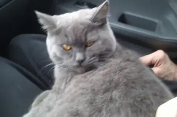Пропала серая кошка Британец в Красногорске, вознаграждение