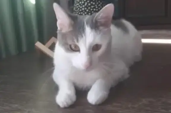 Кошки потеряшки, Москва, фото: Потеряшка домашняя кошка на Кастанаевской, Москва