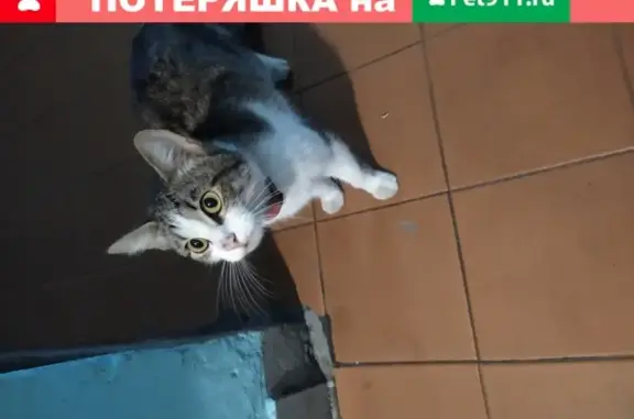 Найдена домашняя кошка на ул. Тюленева 5к1