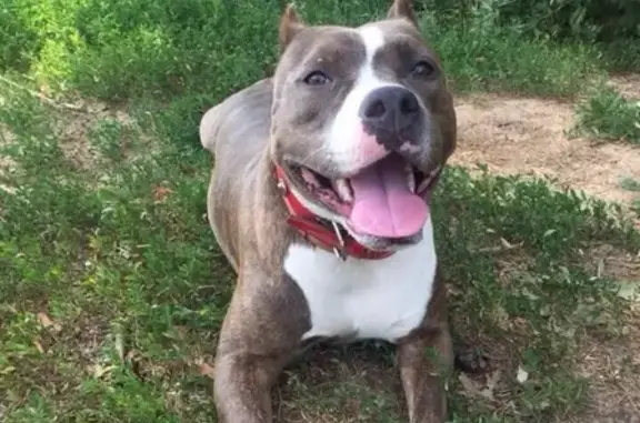 Собаки потеряшки, Москва, фото: Потеряшка собака в Брехово, МО