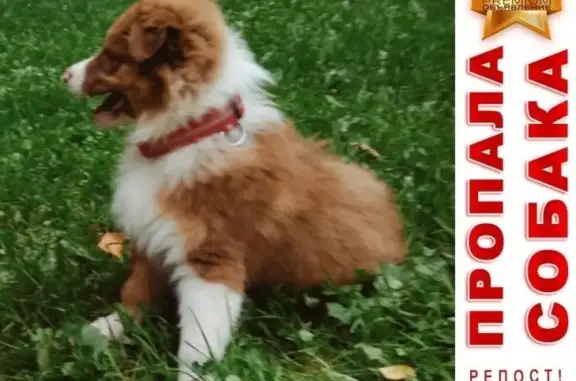 Собаки потеряшки, Москва, фото: Потеряшка собака в Лианозово, ищем владельца.