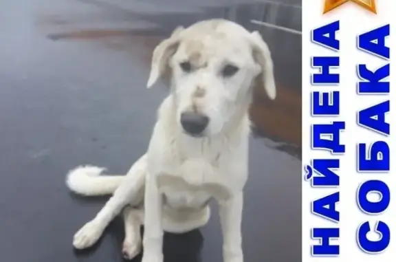 Найдена собака возрастом 6-8 мес. в Технопарке Успенского, Ногинск