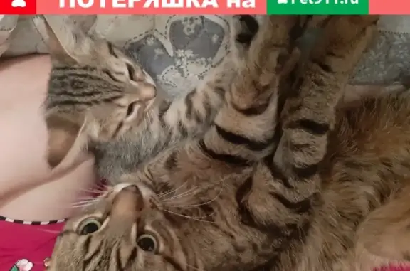 Потерянные животные Москва, фото: Пропала кошка Ричард на Абрамцевской, Москва