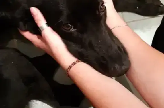 Найдена собака, Москва, фото: Найдена собака на проезде Черепановых