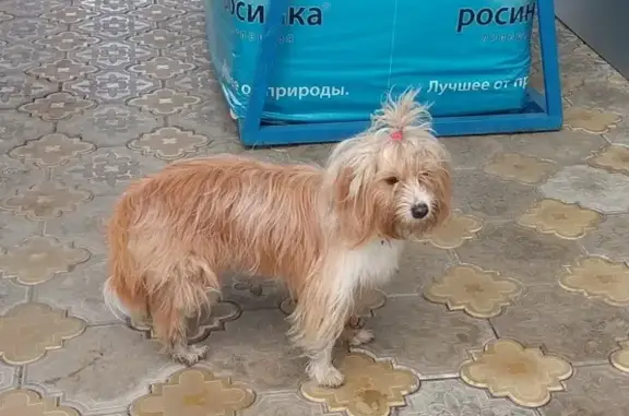 Найдена собака на АЗК Роснефть, 315 км М-2 Крым