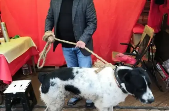 Найдена собака Кобель в Дмитрове