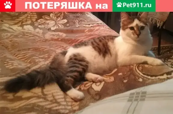 Пропала кошка на ул. Славной, д.60 (Великий Новгород)