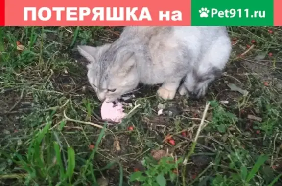 Найдена кошка возле дома на Лесозаводской, 6а