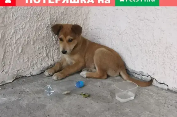 Найден щенок на улице Муравленко, Тюмень