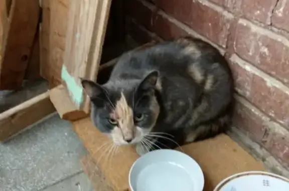 Найдена кошка в Обнинске, хозяйка найдена