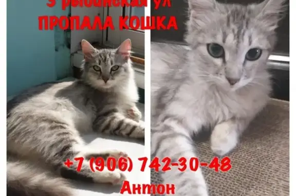 Кошки потеряшки, Москва, фото: Потеряшка кошка на 3-й Рыбинской в Москве