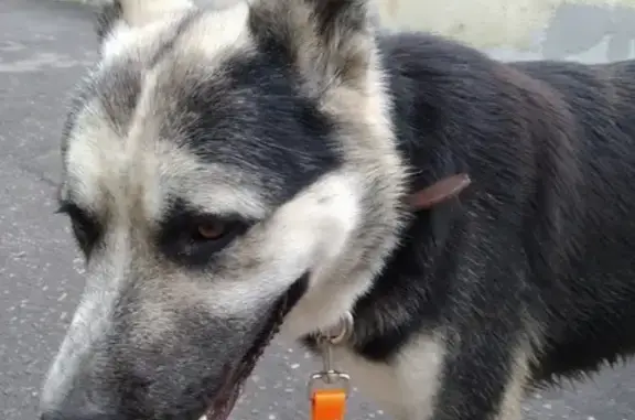 Найдена собака, Москва, фото: Собака найдена в парке 850-летия г. Москвы