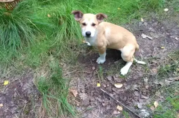 Найдена собака в лесу за Медным озером, СПб