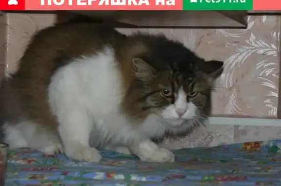 Найден кот на платформе ЗИЛ в Москве