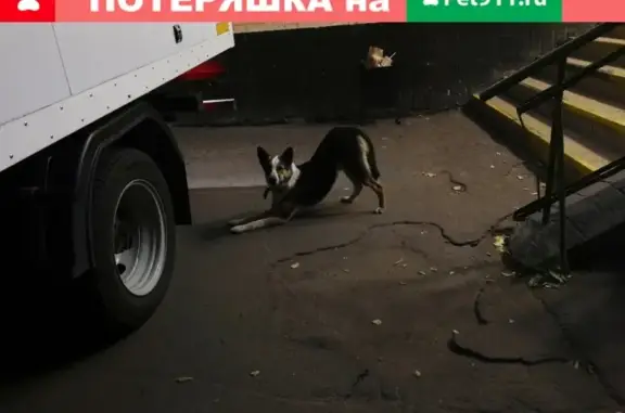 Найдена собака на ул. 800-летия Москвы