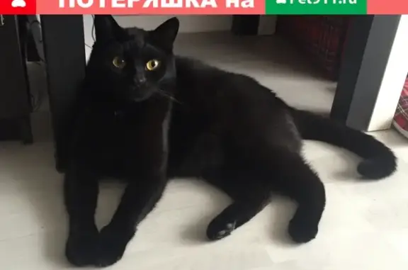Потерянные животные Санкт-Петербург, фото: Пропала кошка 