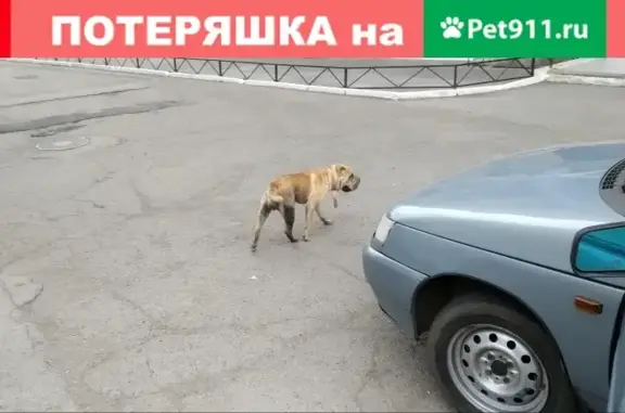 Собака найдена: Рыжеватый шарпей на ул. Ворошилова, 35