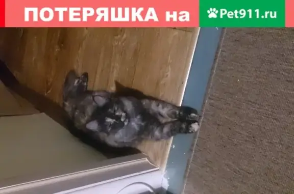 Пропала кошка в Нижнекамске: ул. Кайманова, 18А