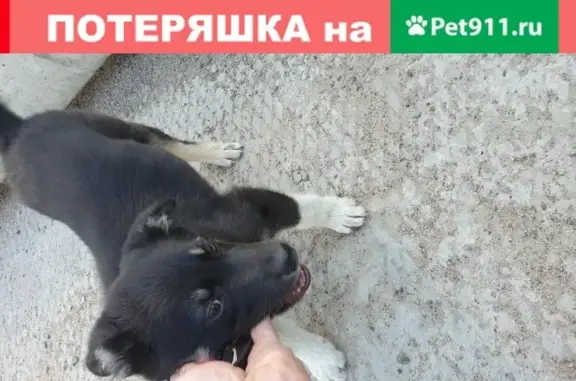 Найдена собака Щенов в Озеркове, СПб