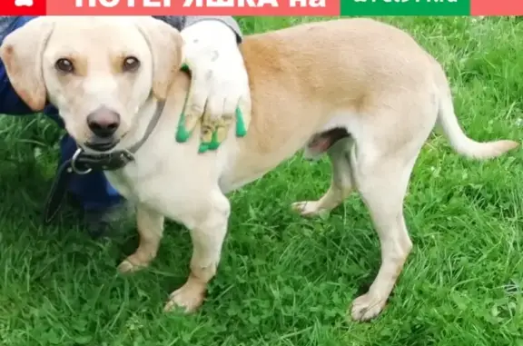 Найден пёс в Домодедовском районе