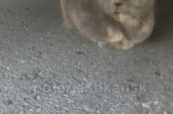 Найдена кошка на Первомайской