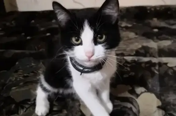 Найдена кошка на ул. Киевская, Брянск