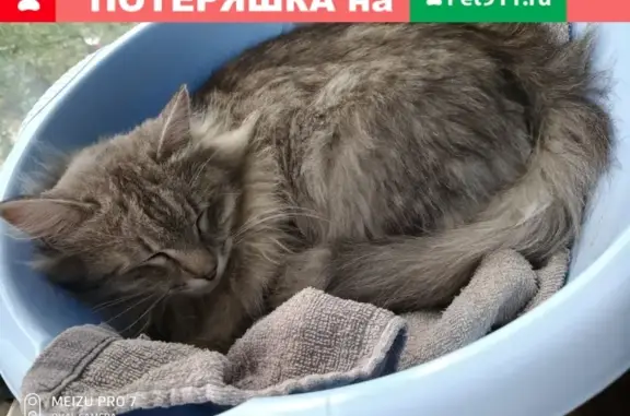 Найден хромающий кот у Дома Обороны в Тюмени