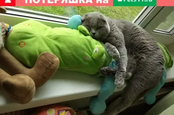 Пропал кот на ул. Мичуринской в Перевалке, Петрозаводск, Карелия