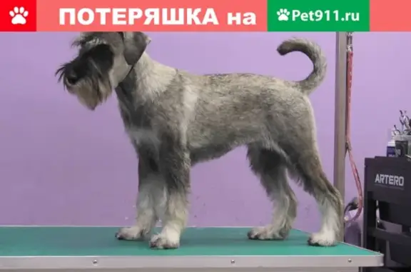 Пропал щенок мительшнауцер в Карповке, Татарстан