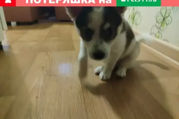 Найден щенок в Якутске