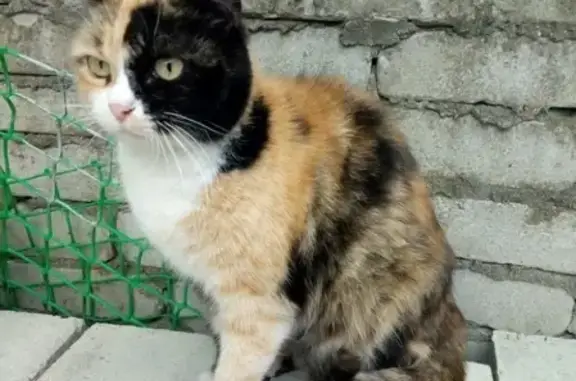 Найдена ручная кошка на ул. Грибоедова, Новороссийск