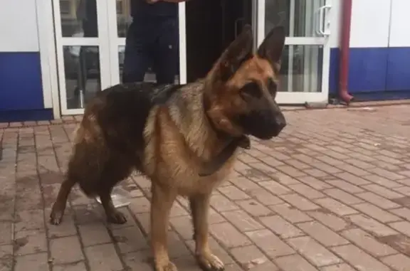 Найдена собака возле ТЦ «Фабрика» в Орехово-Зуево