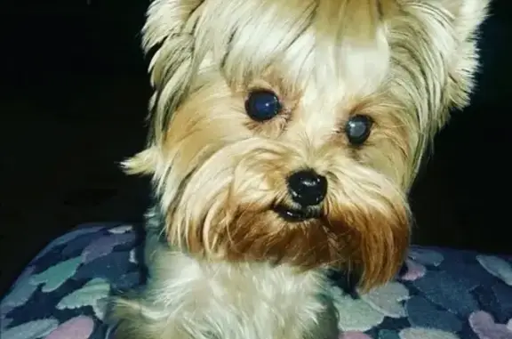 Собаки потеряшки, Новокузнецк, фото: Потеряшка йорк-девочка Вика в Новоильинском районе