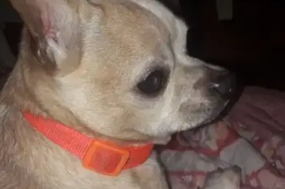 Собаки потеряшки, Москва, фото: Потеряшка собака породы чихуа хуа на улице Саратовская, возраст 7 лет, окрас светло-рыжий, кличка Айсик (Ася), потерян в районе Грайвороново 12.08 в 22-00.