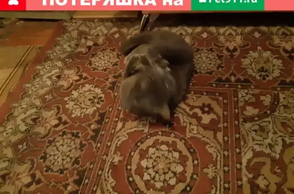 Пропала кошка в Петрозаводске