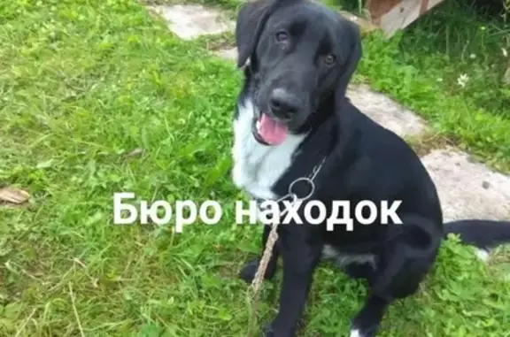 Найден черный лабрадор в Холмогорском районе