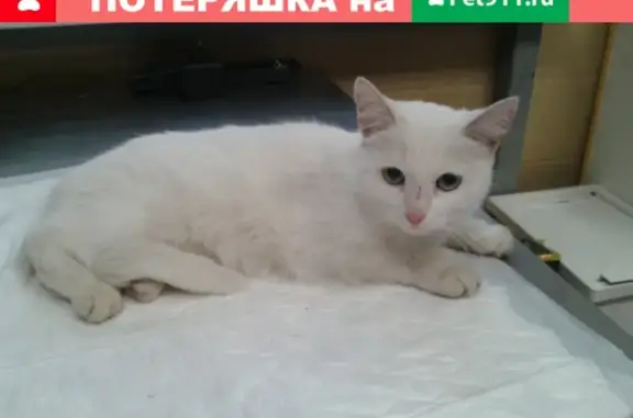 Найдена кошка в Великом Новгороде.