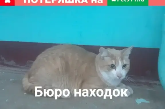 Найден ухоженный кот в Архангельске