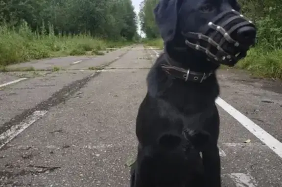 Пропал пёс Флоки в районе 6 мкр. Сосногорск, Республика Коми