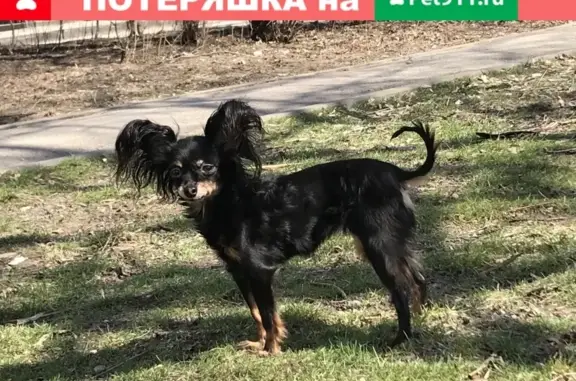 Пропала собака на улице Благодатная, ЗЖМ, Ростов-на-Дону.