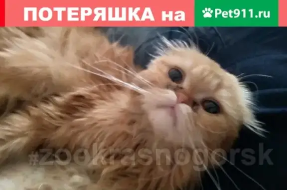 Найдена кошка в Красногорске, ищем хозяев