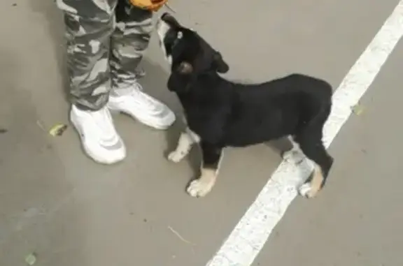 Пропала собака Билл в Альметьевске, Татарстан