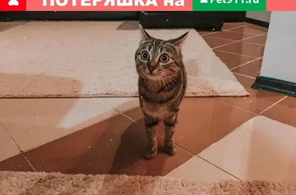 Пропала кошка Лия в районе КПД, Тюмень
