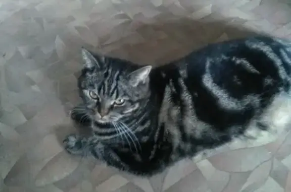 Пропала кошка Мона, ул. Комсомольская 83, Йошкар-Ола.