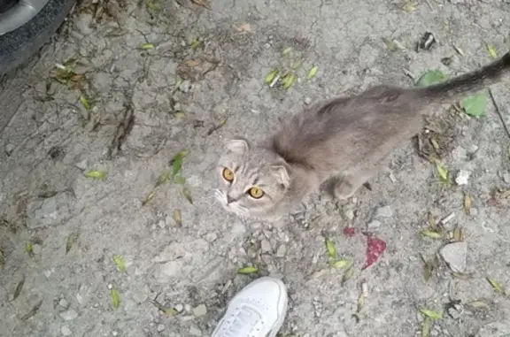 Найдена кошка возле пенсионного фонда в Новороссийске