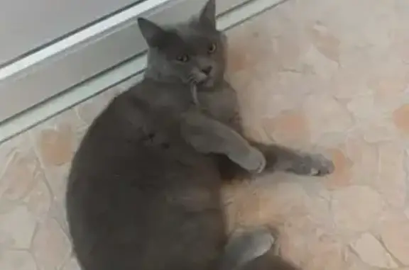 Найден голодный кот в Краснодаре на ул. Средней