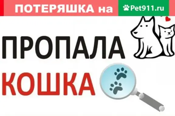 Пропала кошка в Петрозаводске, район стадиона Спартак