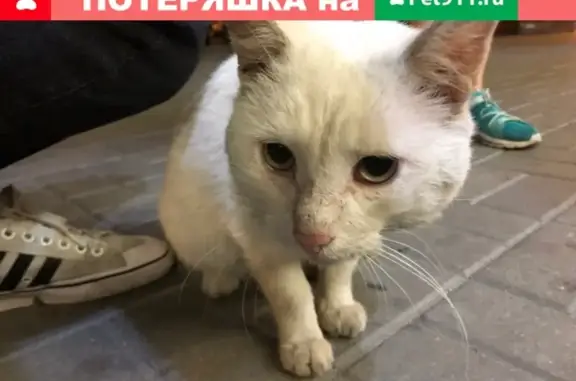 Найден белый кот в СПб, ищем хозяев