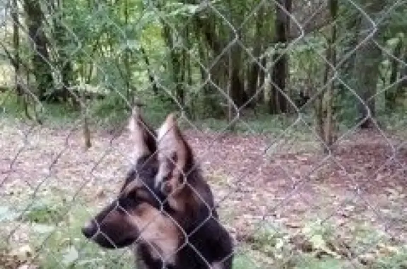 Найдена собака в лесу, ищем хозяев или Добрые руки