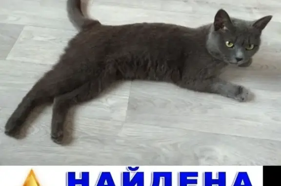 Найдена кошка на ул. Берзарина 17, Москва